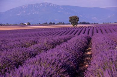 levender field france