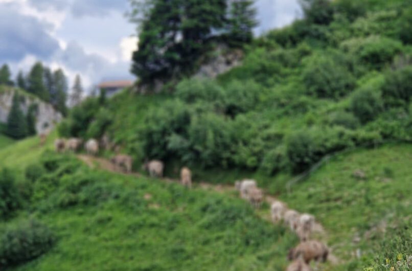 © Alpe Ostergunten, KäseStrasse Bregenzerwald